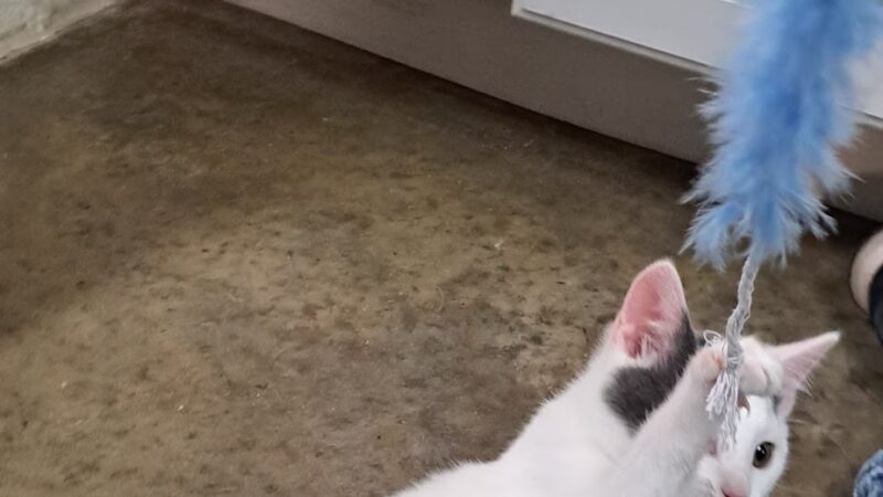 Rockbridge SPCA - Lexington, VA