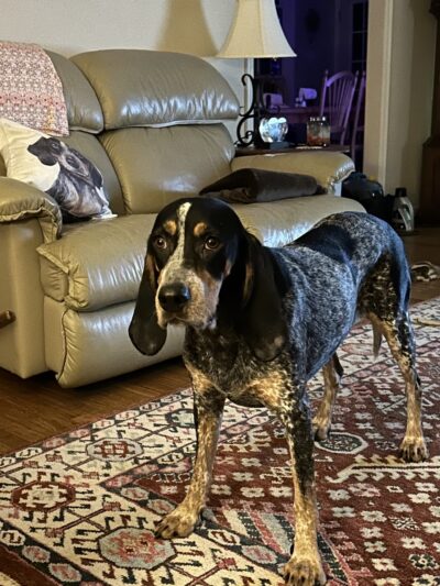 Rockbridge SPCA - Lexington, VA