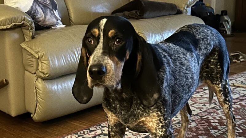 Rockbridge SPCA - Lexington, VA