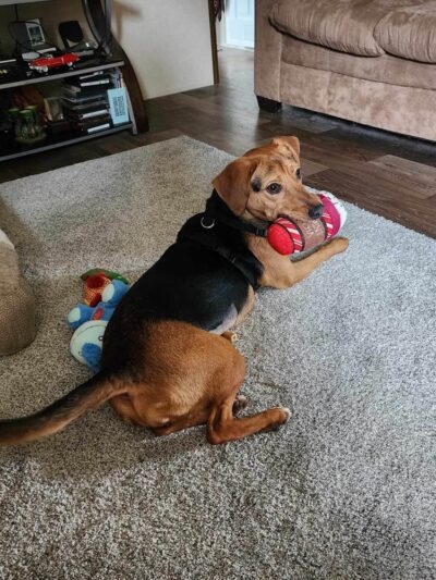 Rockbridge SPCA - Lexington, VA