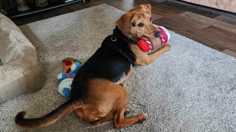 Rockbridge SPCA - Lexington, VA