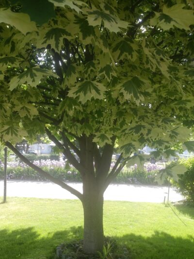 Half Moon Park - Liberty Lake, WA
