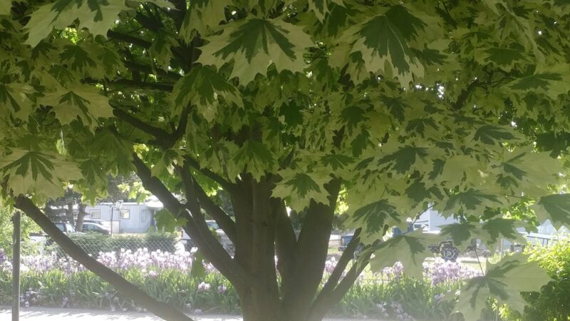 Half Moon Park - Liberty Lake, WA