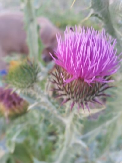 Half Moon Park - Liberty Lake, WA