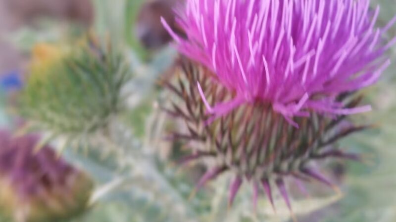 Half Moon Park - Liberty Lake, WA