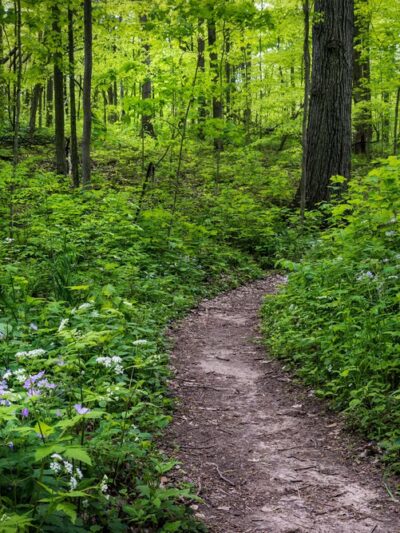 Edna W. Spurgeon Woodland Reserve - ACRES Land Trust - Ligonier, IN
