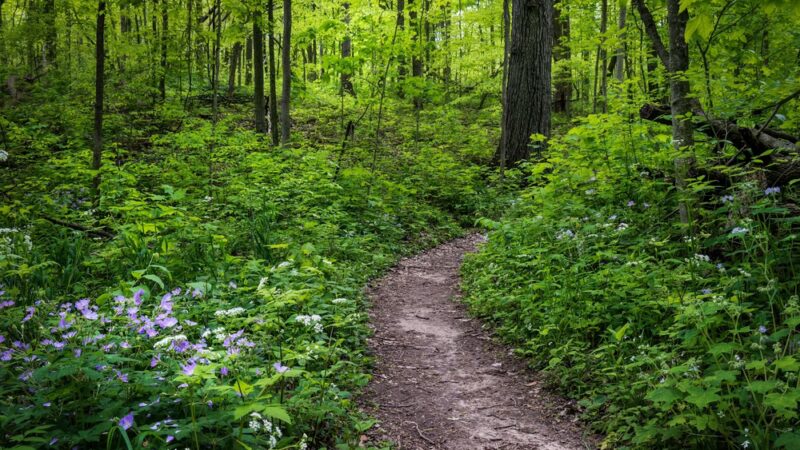 Edna W. Spurgeon Woodland Reserve - ACRES Land Trust - Ligonier, IN