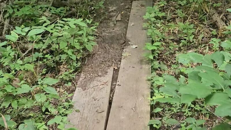 Edna W. Spurgeon Woodland Reserve - ACRES Land Trust - Ligonier, IN
