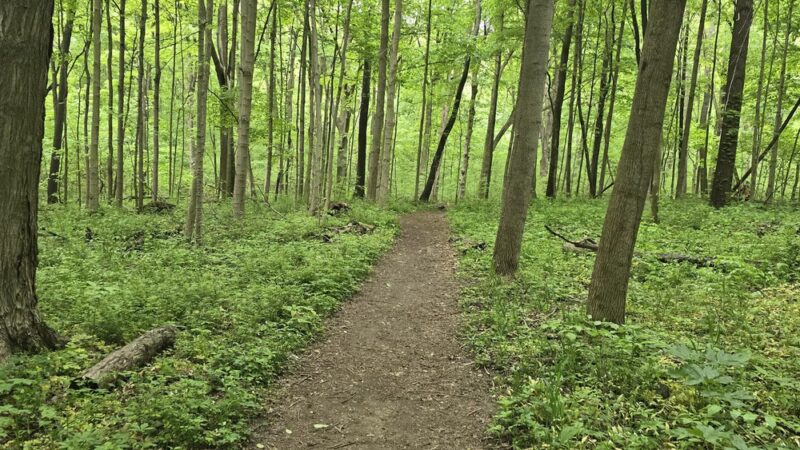 Edna W. Spurgeon Woodland Reserve - ACRES Land Trust - Ligonier, IN