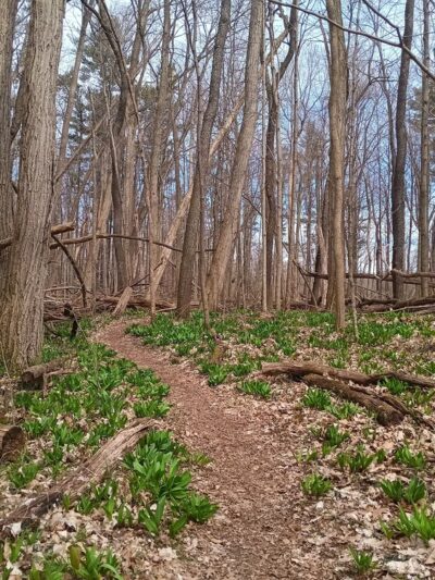 Edna W. Spurgeon Woodland Reserve - ACRES Land Trust - Ligonier, IN