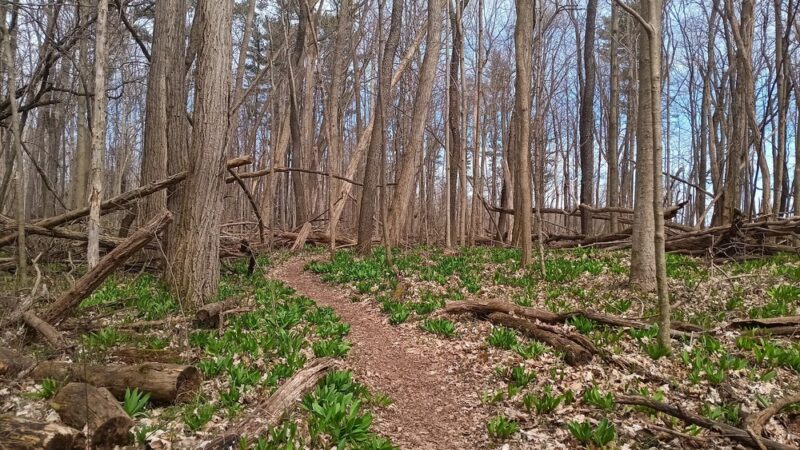 Edna W. Spurgeon Woodland Reserve - ACRES Land Trust - Ligonier, IN