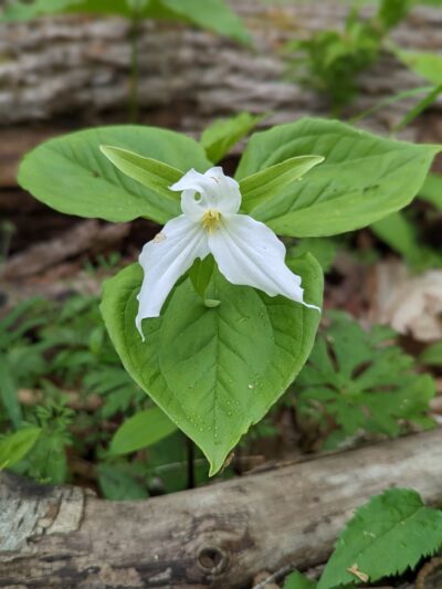 Edna W. Spurgeon Woodland Reserve - ACRES Land Trust - Ligonier, IN