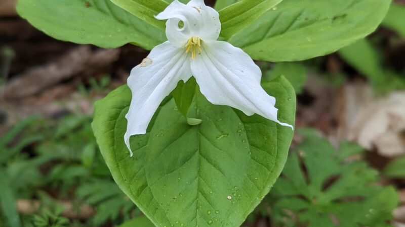 Edna W. Spurgeon Woodland Reserve - ACRES Land Trust - Ligonier, IN