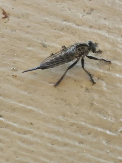 Martin Kenney Memorial Park - Ligonier, IN