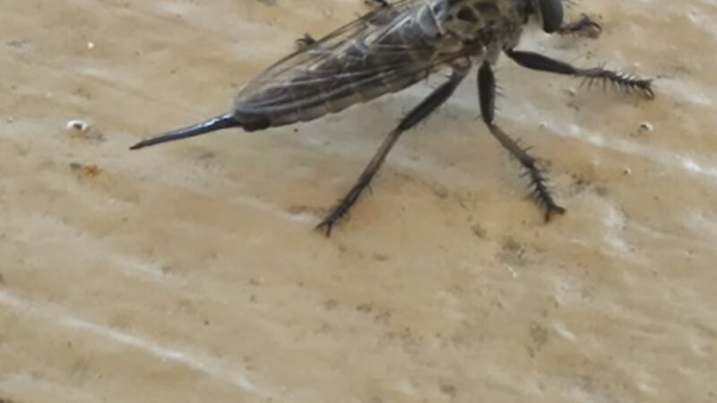 Martin Kenney Memorial Park - Ligonier, IN