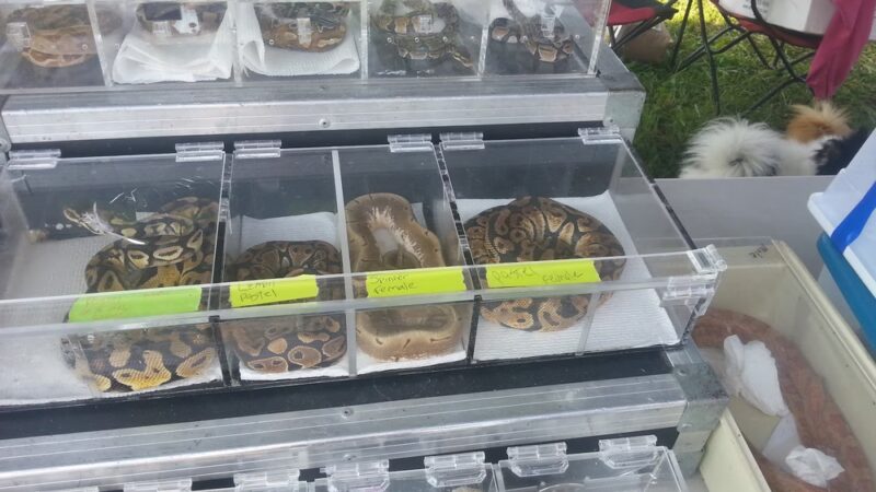 Wolf's Giant Animal Swap Meet - Ligonier, IN