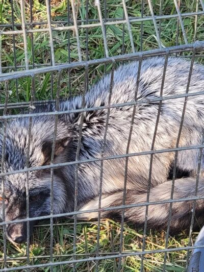 Wolf's Giant Animal Swap Meet - Ligonier, IN