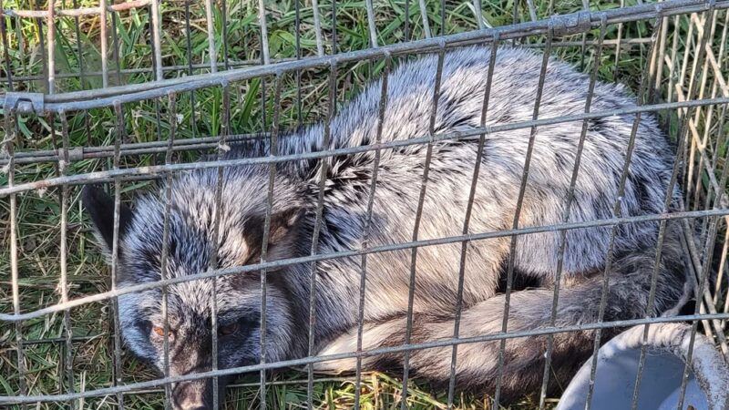 Wolf's Giant Animal Swap Meet - Ligonier, IN