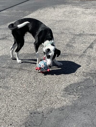 Lima Dog Park - Lima, MT