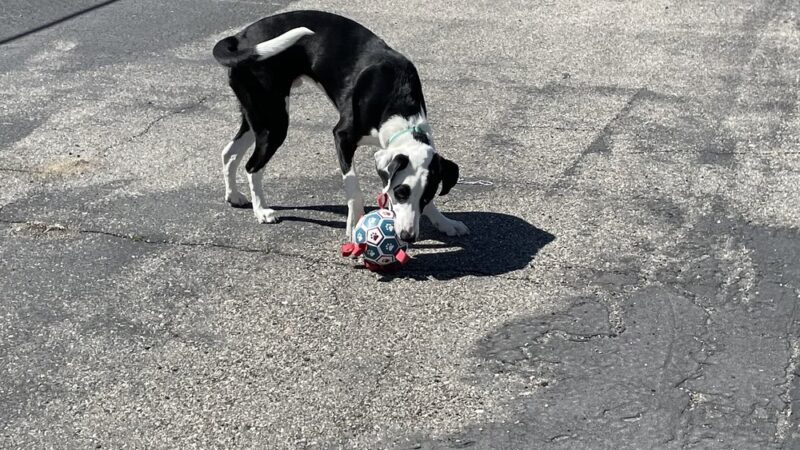 Lima Dog Park - Lima, MT