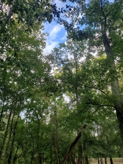 England Park & Blue Eye Trail - Lincoln, AL