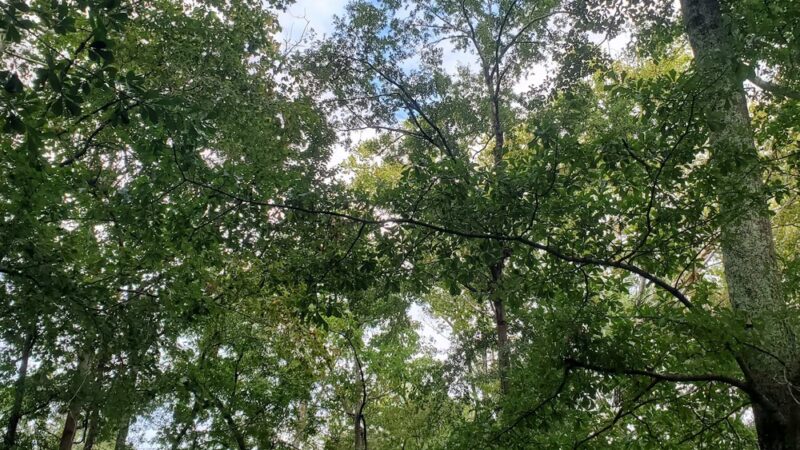 England Park & Blue Eye Trail - Lincoln, AL