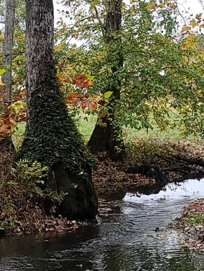 England Park & Blue Eye Trail - Lincoln, AL