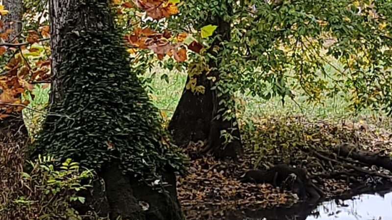 England Park & Blue Eye Trail - Lincoln, AL