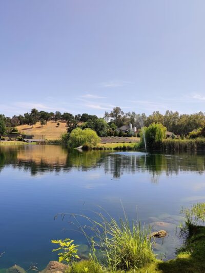 Bunz Lavender Farm - Lincoln, CA
