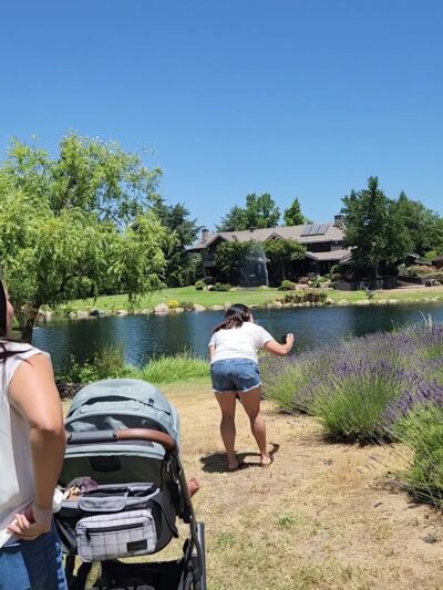 Bunz Lavender Farm - Lincoln, CA