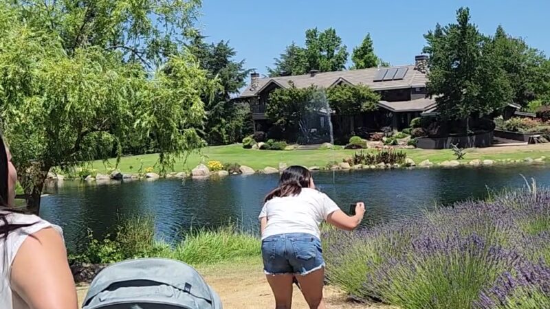 Bunz Lavender Farm - Lincoln, CA