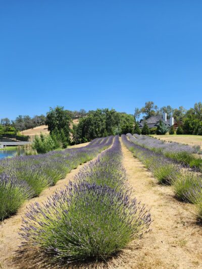 Bunz Lavender Farm - Lincoln, CA