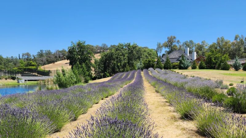 Bunz Lavender Farm - Lincoln, CA