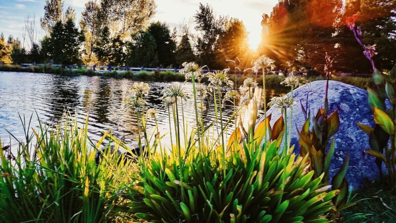Bunz Lavender Farm - Lincoln, CA