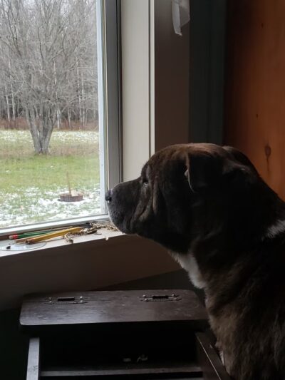 Penobscot Valley Humane Society - Lincoln, ME