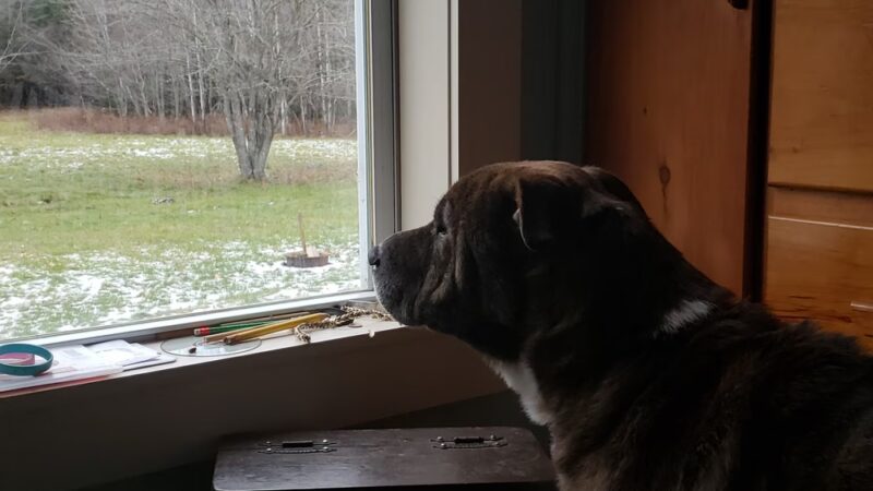 Penobscot Valley Humane Society - Lincoln, ME