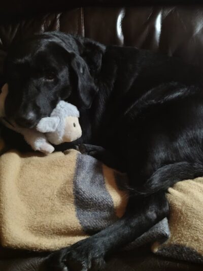 Penobscot Valley Humane Society - Lincoln, ME