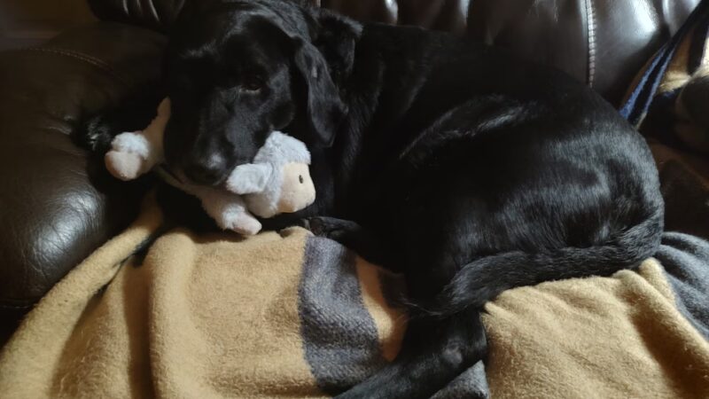 Penobscot Valley Humane Society - Lincoln, ME