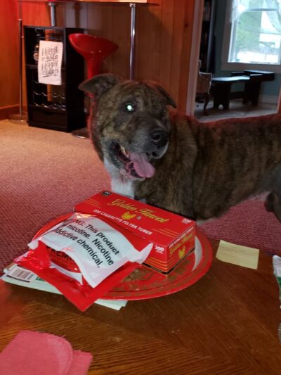 Penobscot Valley Humane Society - Lincoln, ME