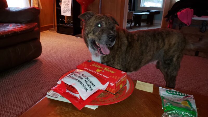 Penobscot Valley Humane Society - Lincoln, ME