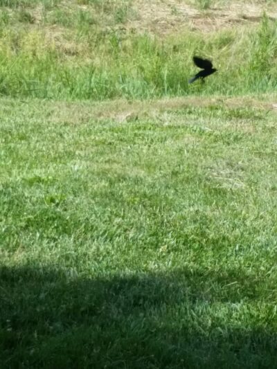 Herbert Park - Lincoln, NE