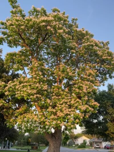 Lintel Park - Lincoln, NE