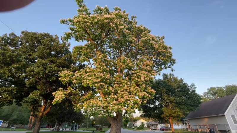 Lintel Park - Lincoln, NE
