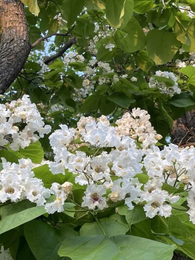 Lintel Park - Lincoln, NE