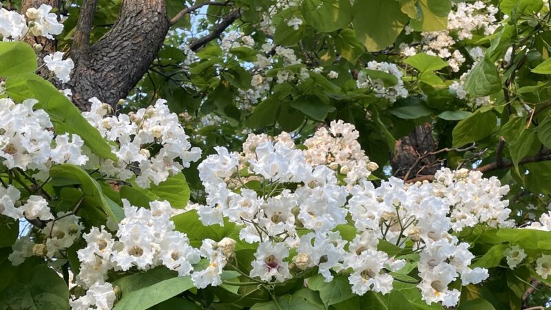 Lintel Park - Lincoln, NE