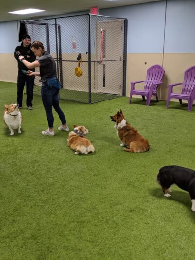 Paws 4 Fun - Lincoln, NE