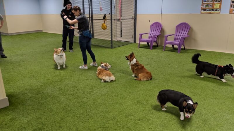 Paws 4 Fun - Lincoln, NE