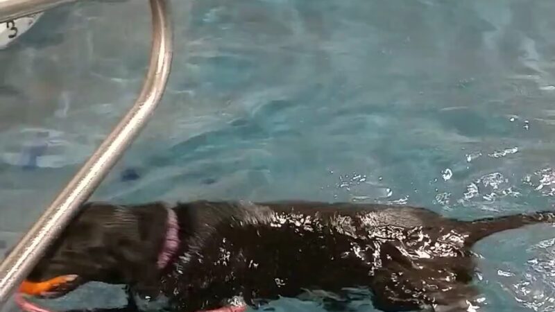 Paws 4 Fun - Lincoln, NE