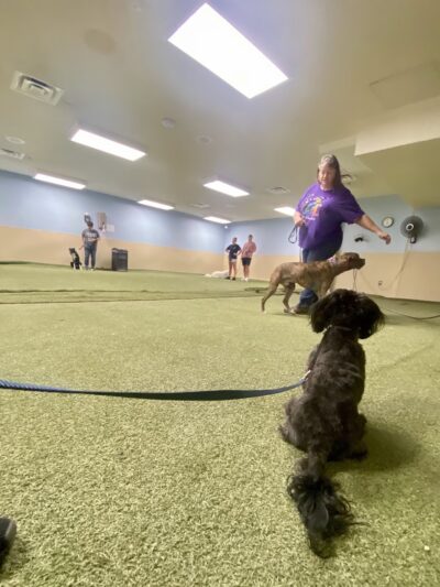 Paws 4 Fun - Lincoln, NE