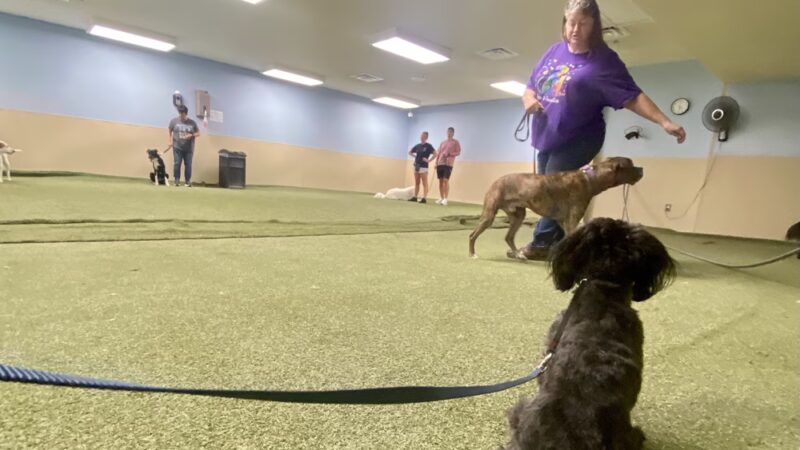 Paws 4 Fun - Lincoln, NE